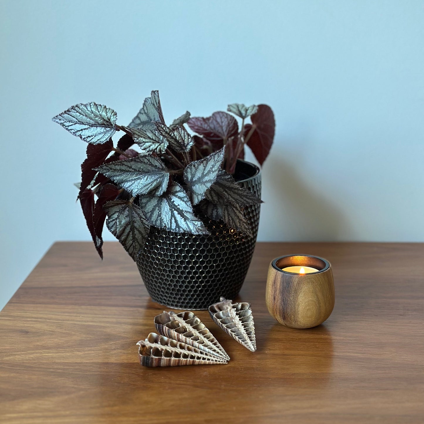 A potted houseplant with dark burgundy and silver leaves in a black textured pot, styled on a wooden table next to a small lit candle holder and decorative shells against a light blue wall.