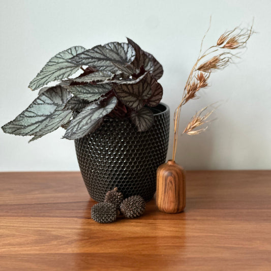 Decorative plant in a textured black pot on a wooden surface with a plain background