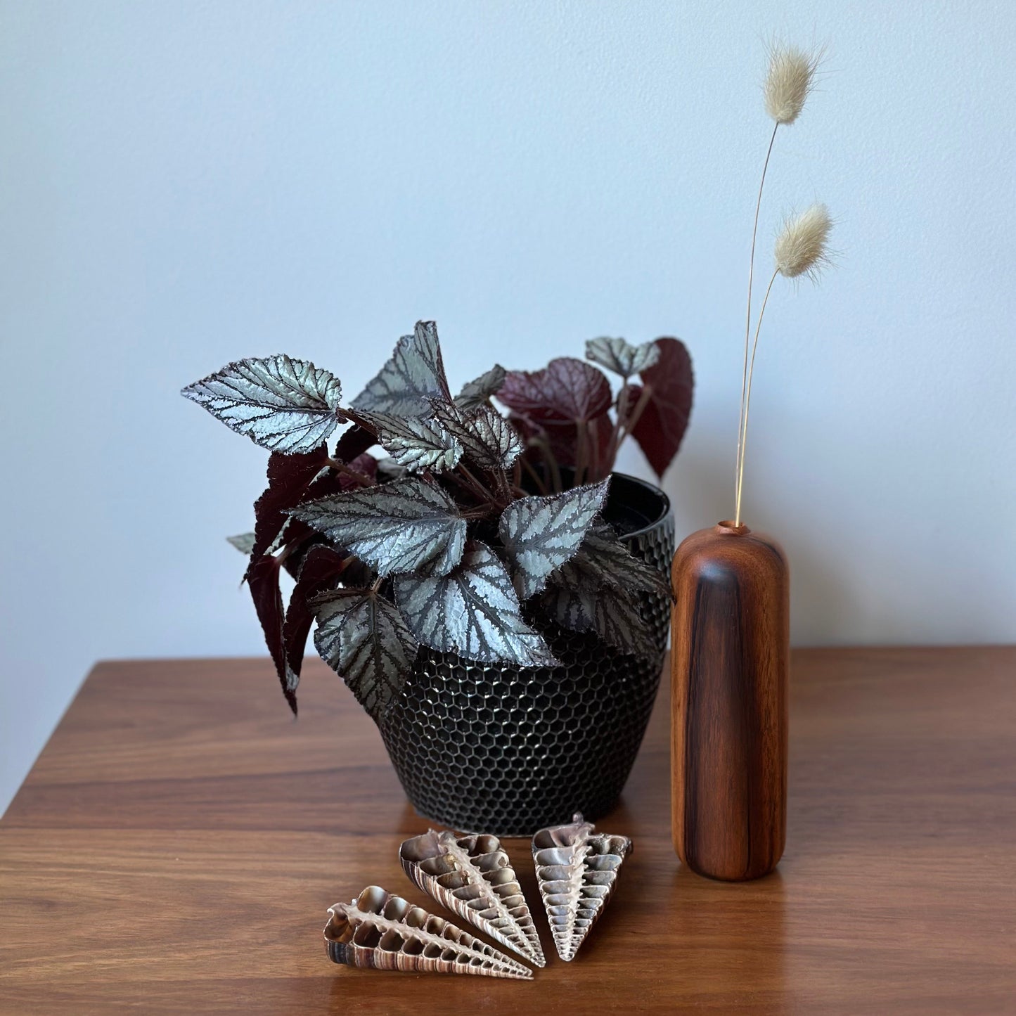 A potted leafy plant with dark burgundy and silvery leaves sits on a wooden table next to a tall cylindrical wooden vase holding dried grass stems, with a fan of small wooden beads or shells in front.