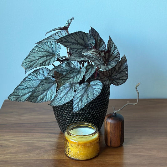 Handturned Timber Vase - Lacewood