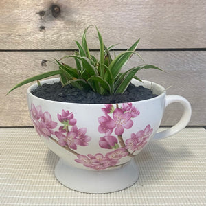Planted OOAK Vintage Tea Cups