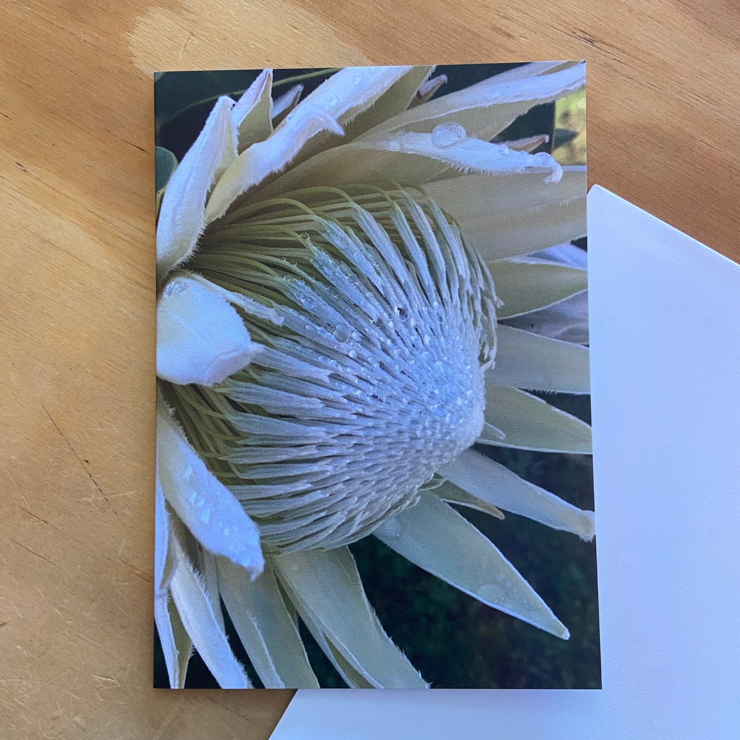 Wild Flora Greeting Card Series