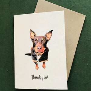 Australian Kelpie Greeting Card Collection