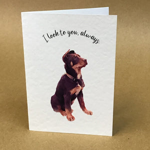 Australian Kelpie Greeting Card Collection