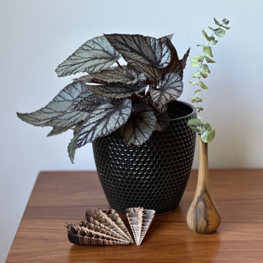 Decorative items including a black textured vase with a plant, a wooden vase, and a shell on a wooden surface.