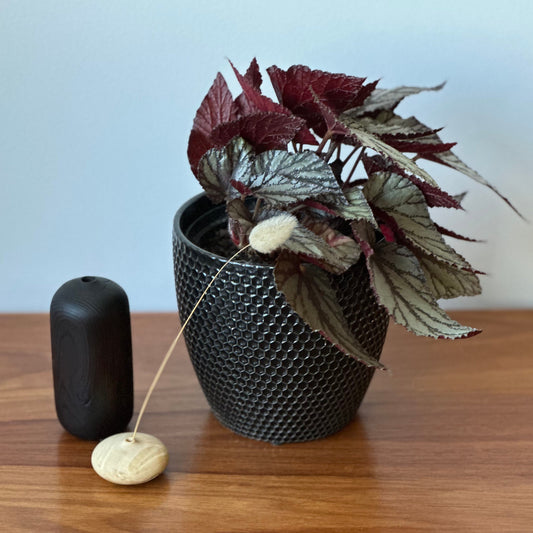 Potted plant on a wooden surface with a plain background