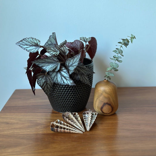 A potted houseplant with dark burgundy and silvery-green leaves sits on a wooden table against a pale blue wall, next to a small wooden vase with a green stem and a fan of decorative shell pieces.