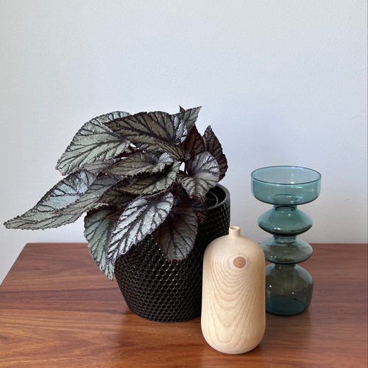 Decorative plant in a black pot with a wooden shelf and decorative vases.