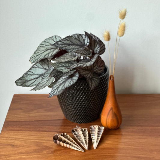 Decorative plant in a black pot with a wooden vase and shell-like objects on a wooden surface.