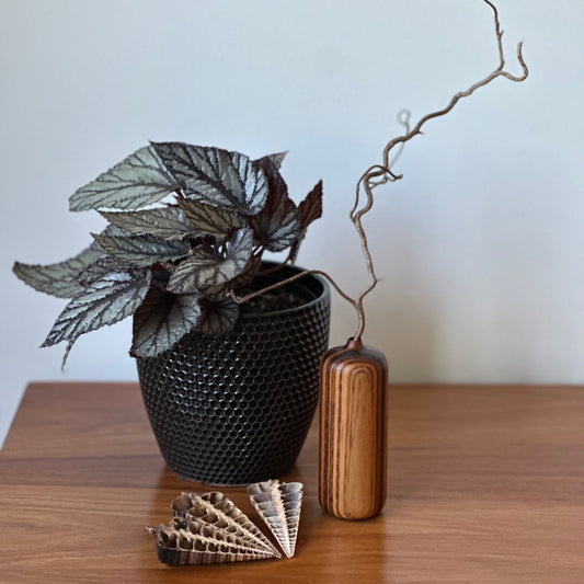Decorative items including a black textured pot with a plant, a wooden vase, and a shell on a wooden surface.