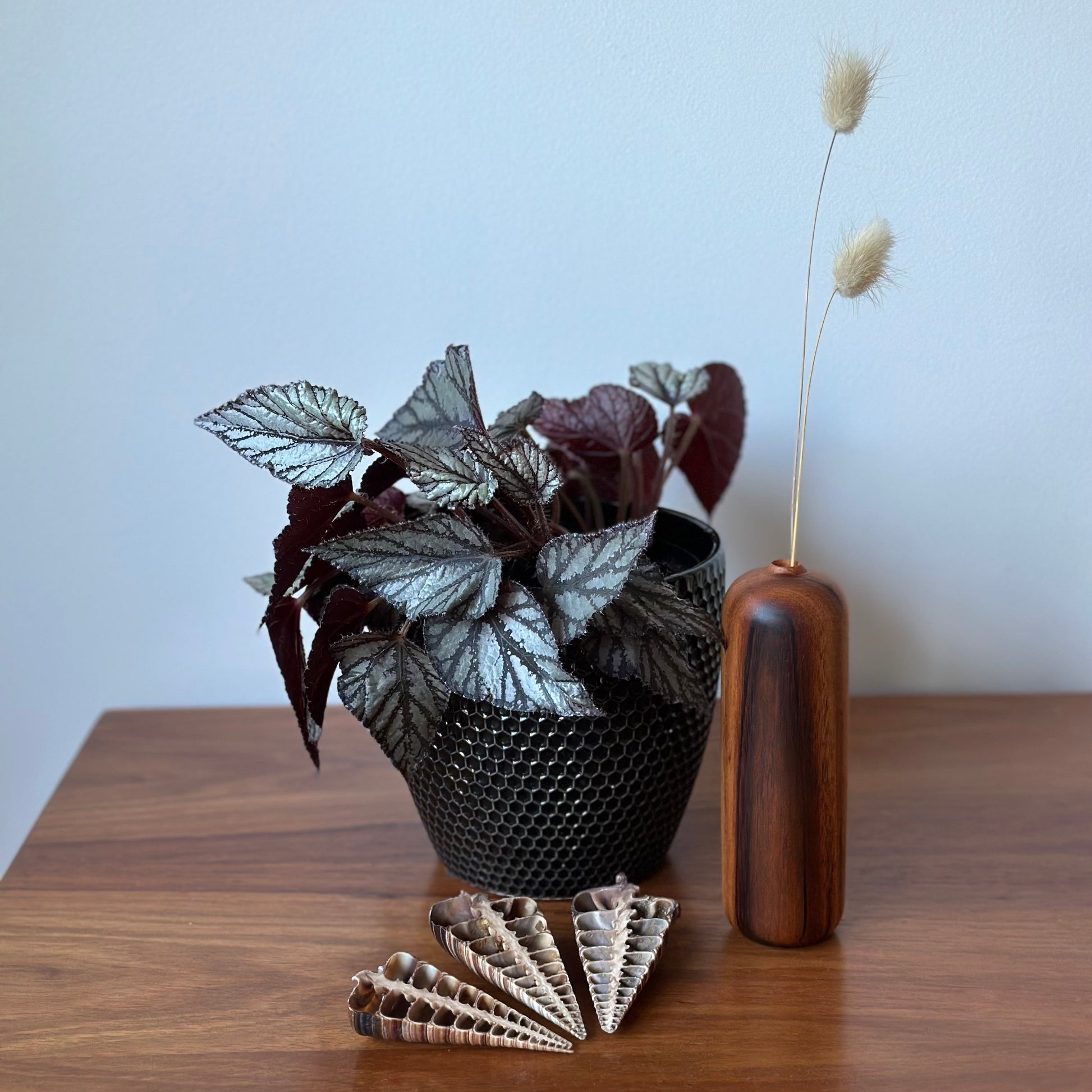 A potted leafy plant with dark burgundy and silvery leaves sits on a wooden table next to a tall cylindrical wooden vase holding dried grass stems, with a fan of small wooden beads or shells in front.