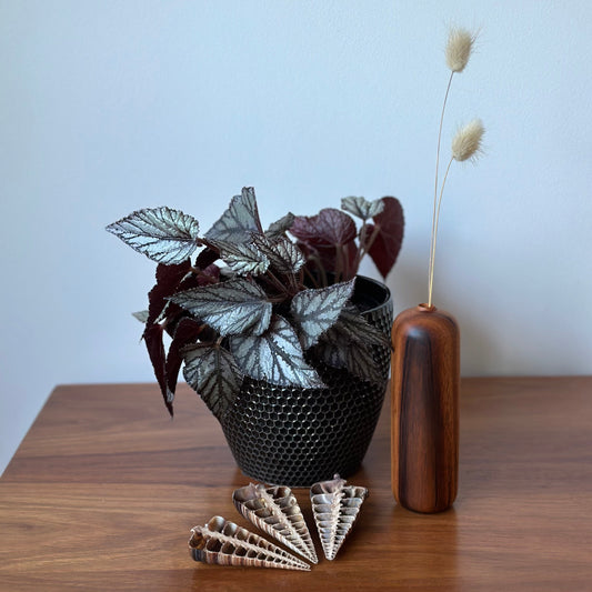 A potted leafy plant with dark burgundy and silvery leaves sits on a wooden table next to a tall cylindrical wooden vase holding dried grass stems, with a fan of small wooden beads or shells in front.
