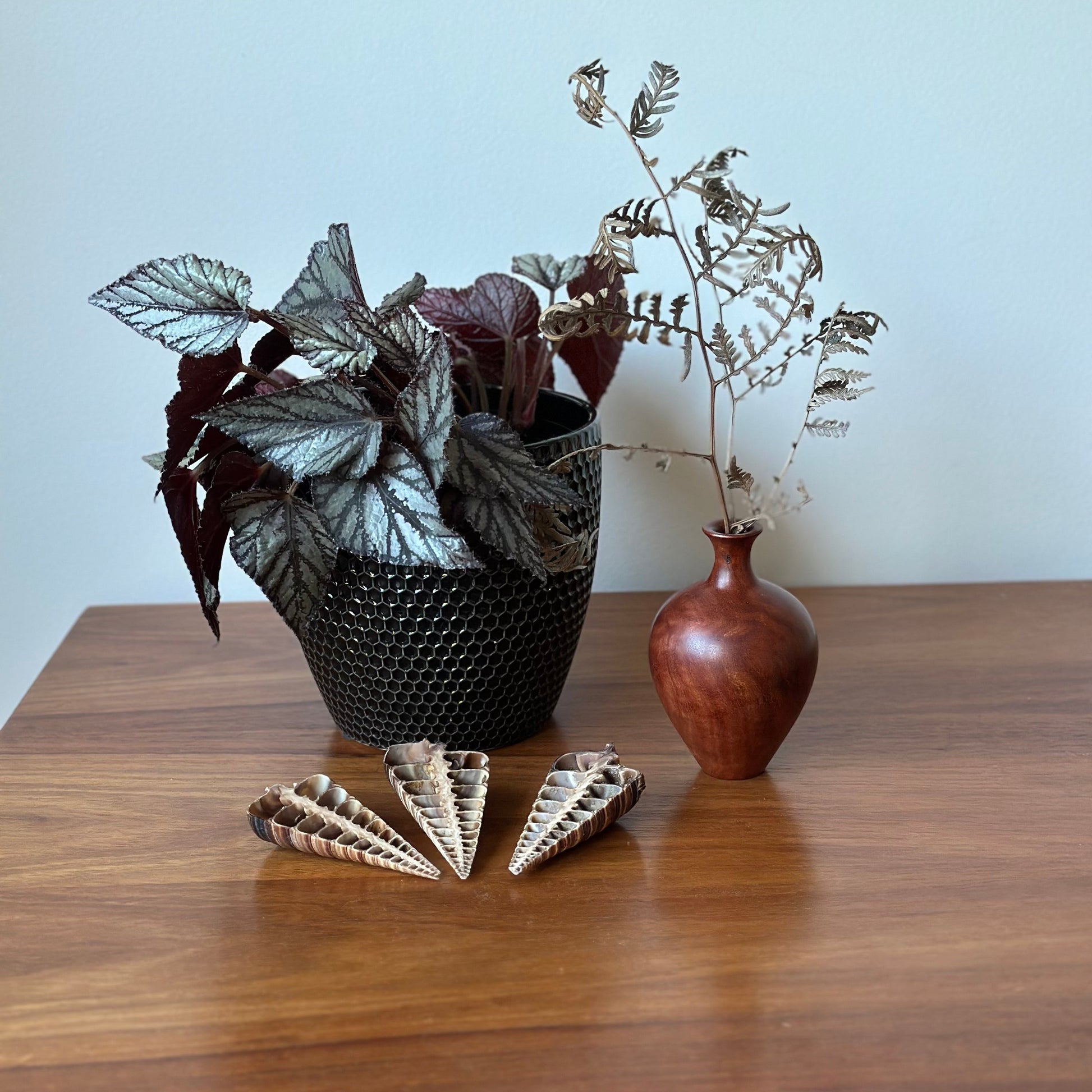 A styled tabletop scene with a potted silver-leaf houseplant in a black textured pot, a small brown wooden vase with dried branches, and three seashell ornaments on a wooden table against a pale blue wall.