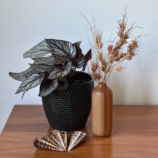 Decorative items including a black woven pot with a plant, a wooden vase with dried plants, and shell art on a wooden surface.