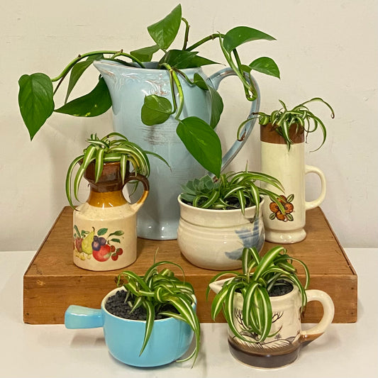 Planted Vintage Vessels